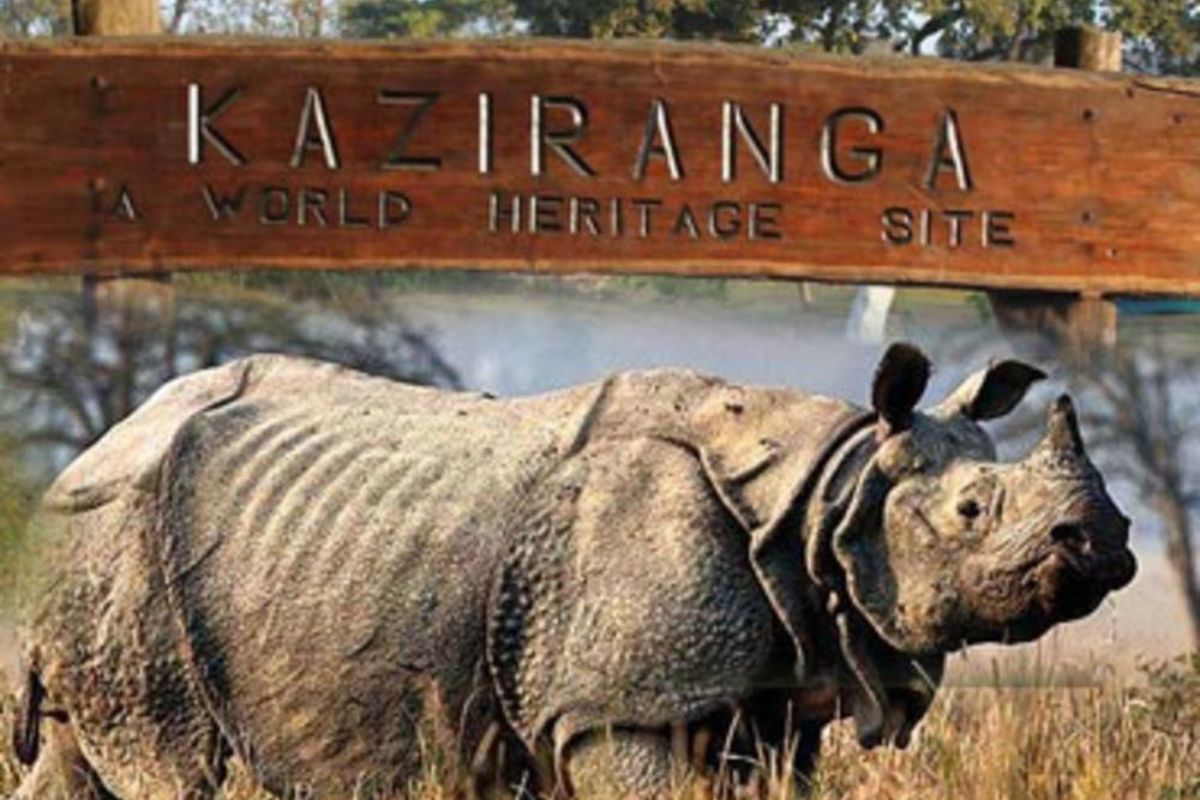 kaziranga national park