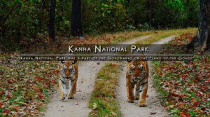 kanha-national-park